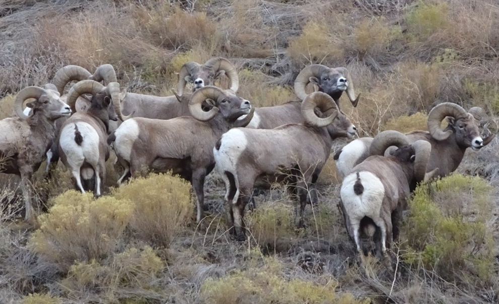 Bighorn sheep - Idaho Wild Sheep Foundation.