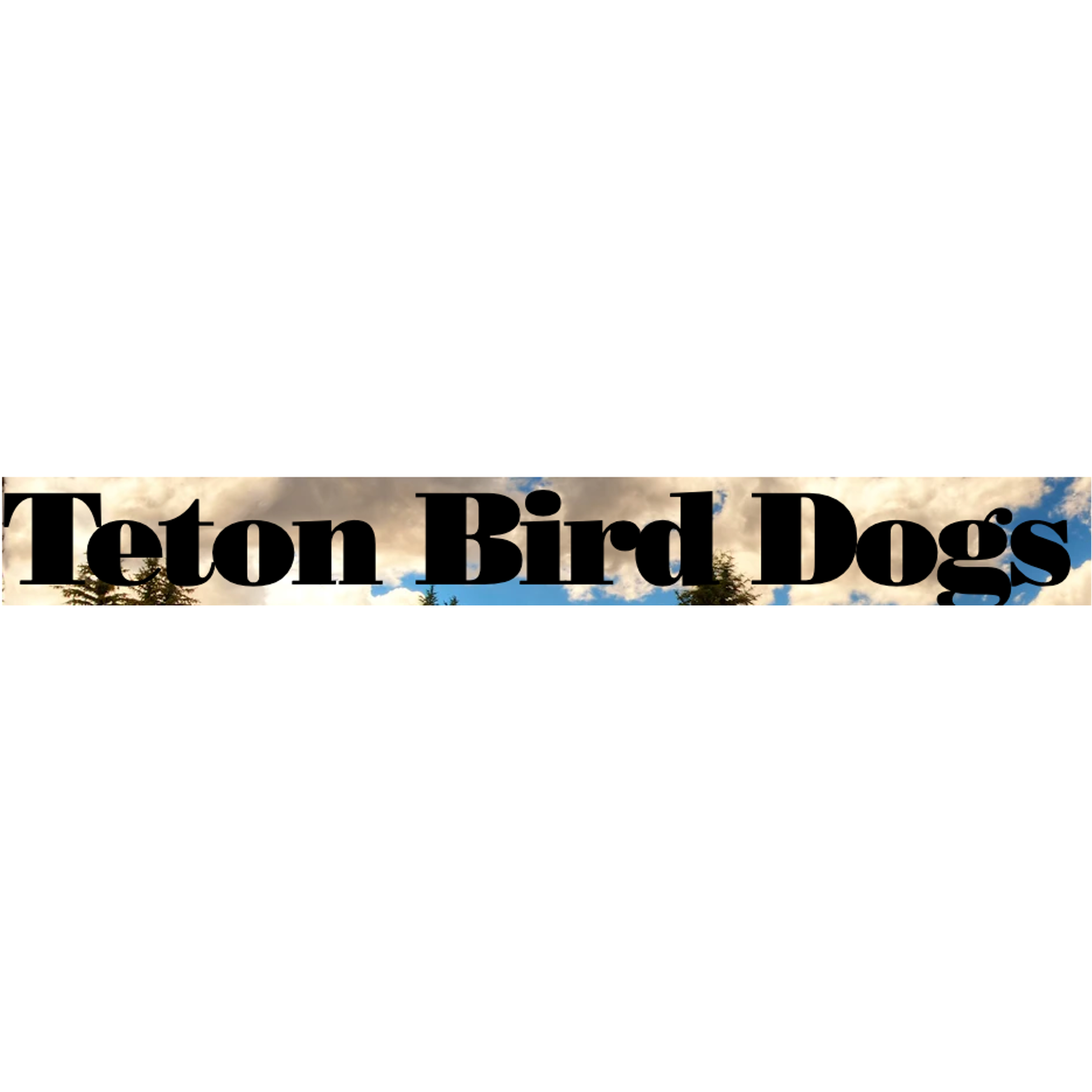 Teton Bird Dogs